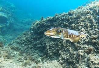 Protéger notre Horizon : Pourquoi le Bleu est l'Avenir du Vert